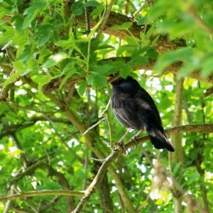 blackbird in tree